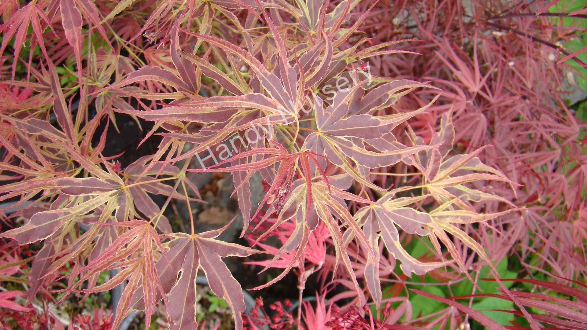 Acer palmatum
