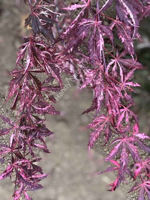 Acer palmatum