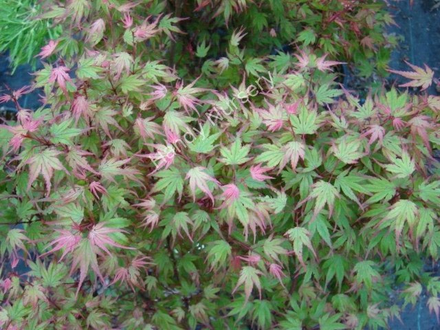 Acer palmatum