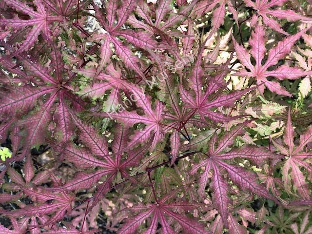 Acer palmatum