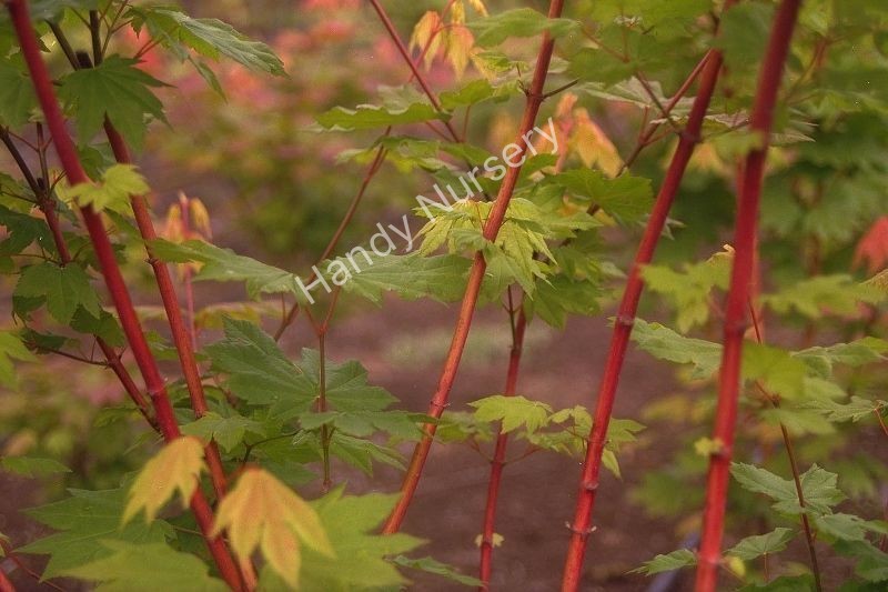 Acer circinatum