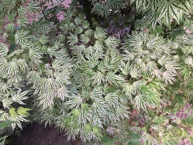 Acer palmatum