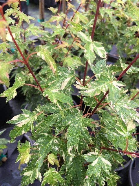 Acer palmatum