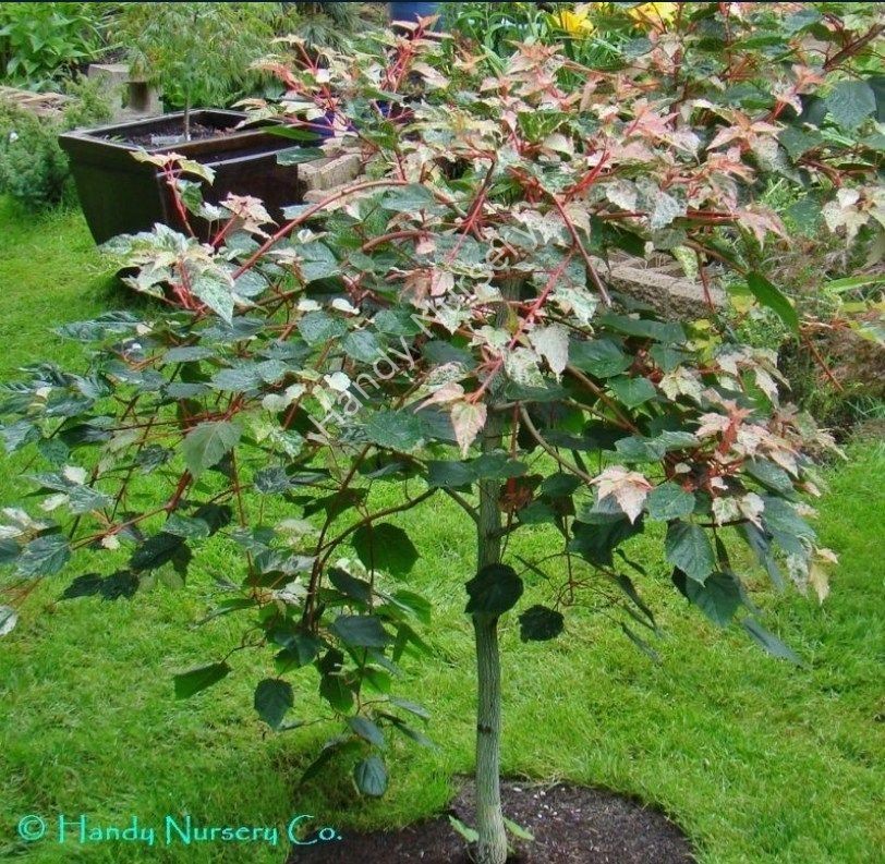 Acer x conspicuum