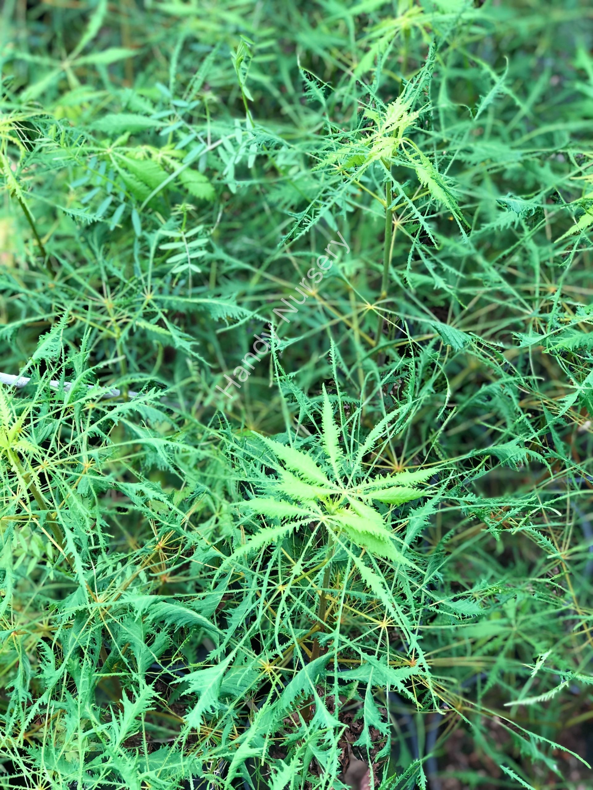 Aesculus hippocastanum