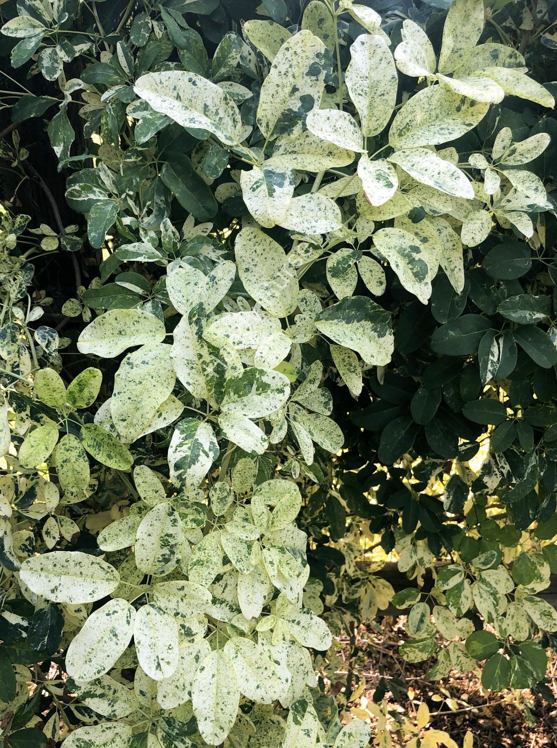 Akebia quinata