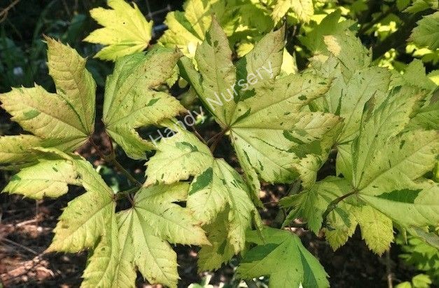 Acer