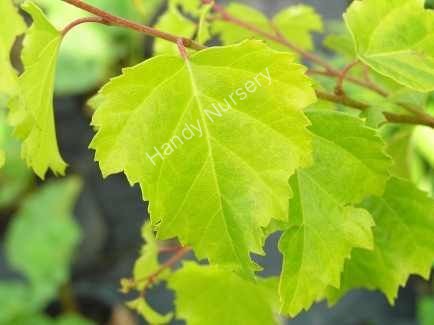 Betula pendula