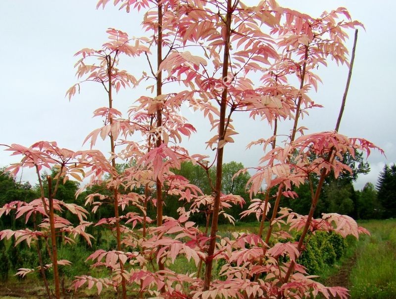 Cedrela sinensis