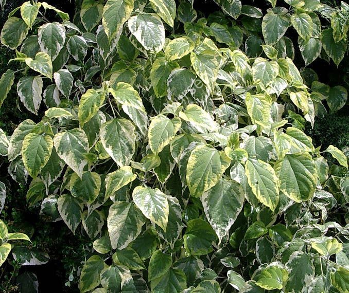 Clerodendrum trichotomum