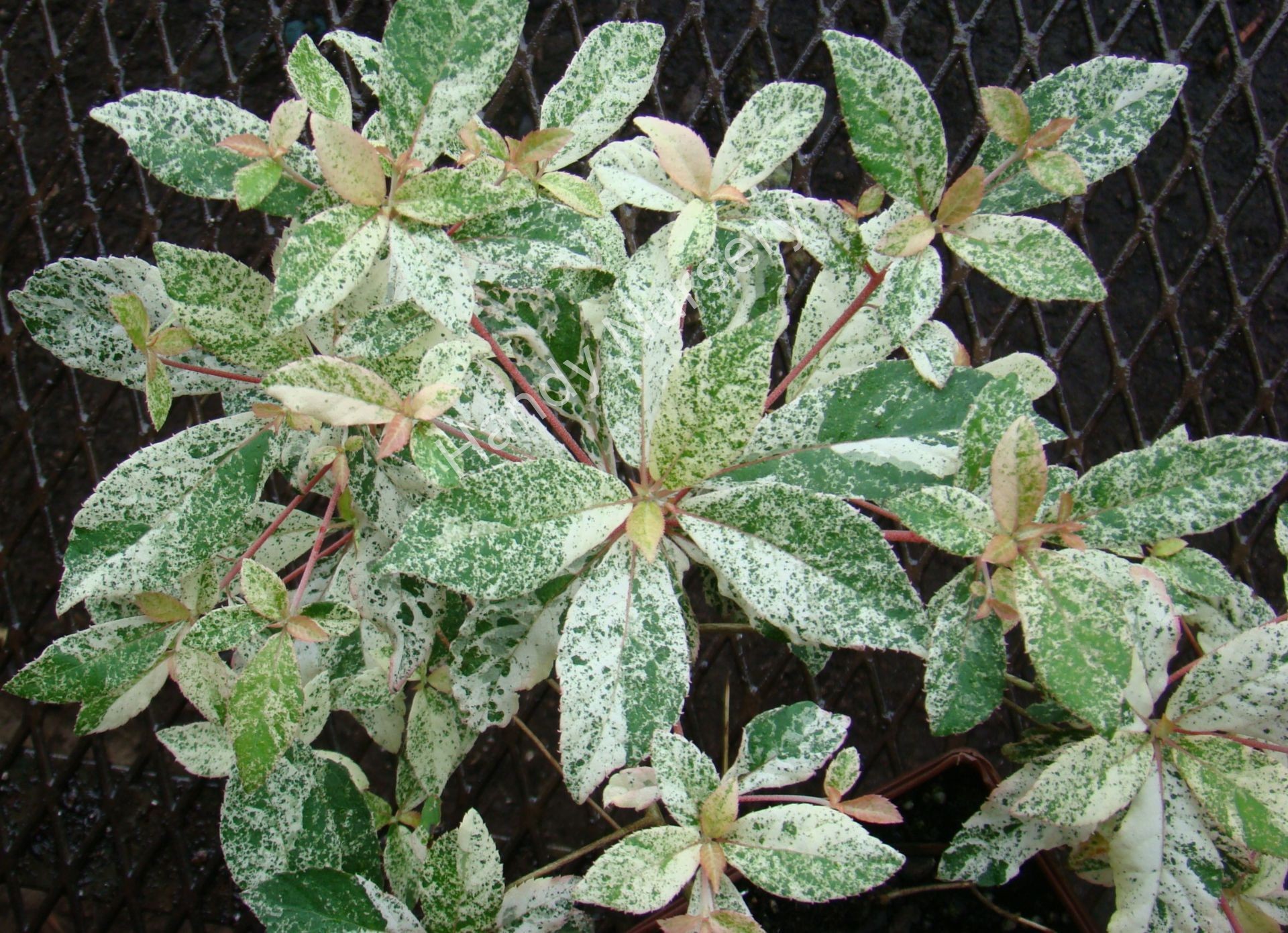 barbinervis