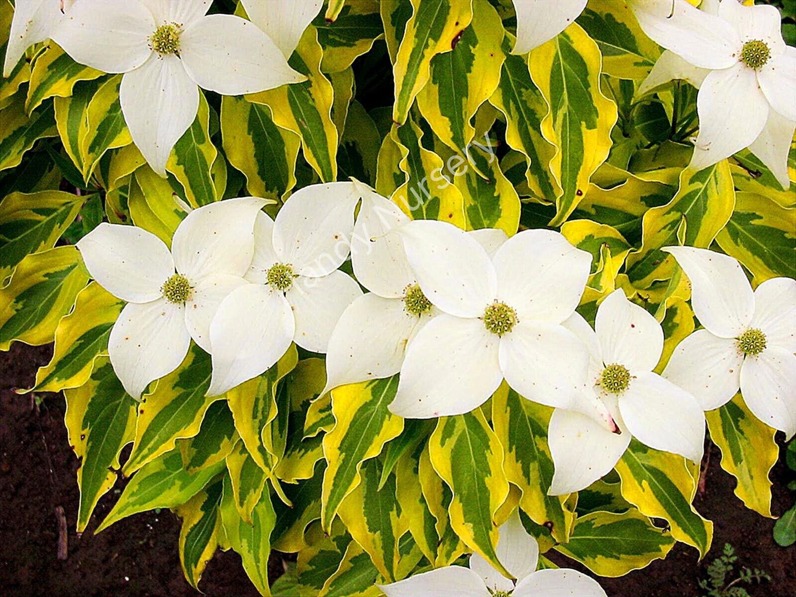 Cornus kousa chinensis
