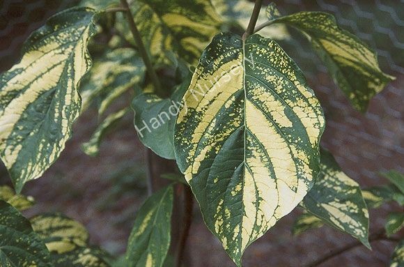 Cornus nuttallii