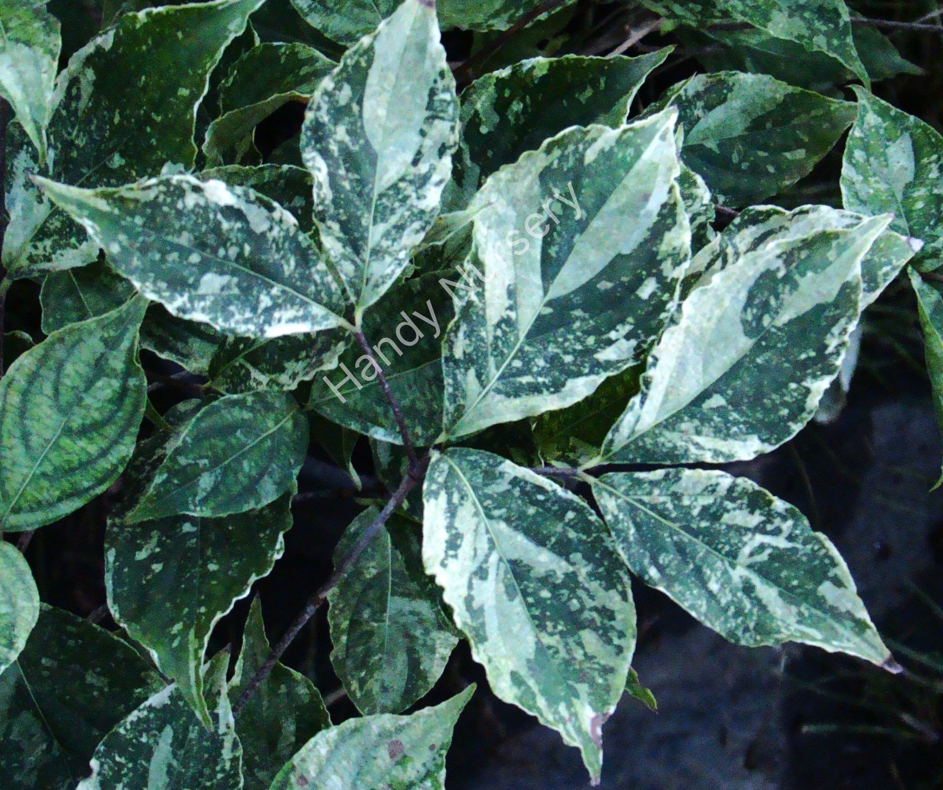 Cornus kousa