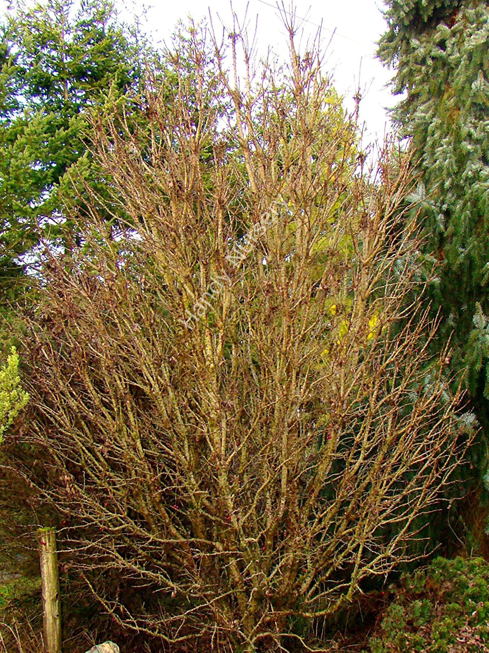 Crataegus monogyna