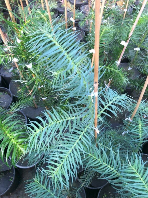 Cunninghamia lanceolata