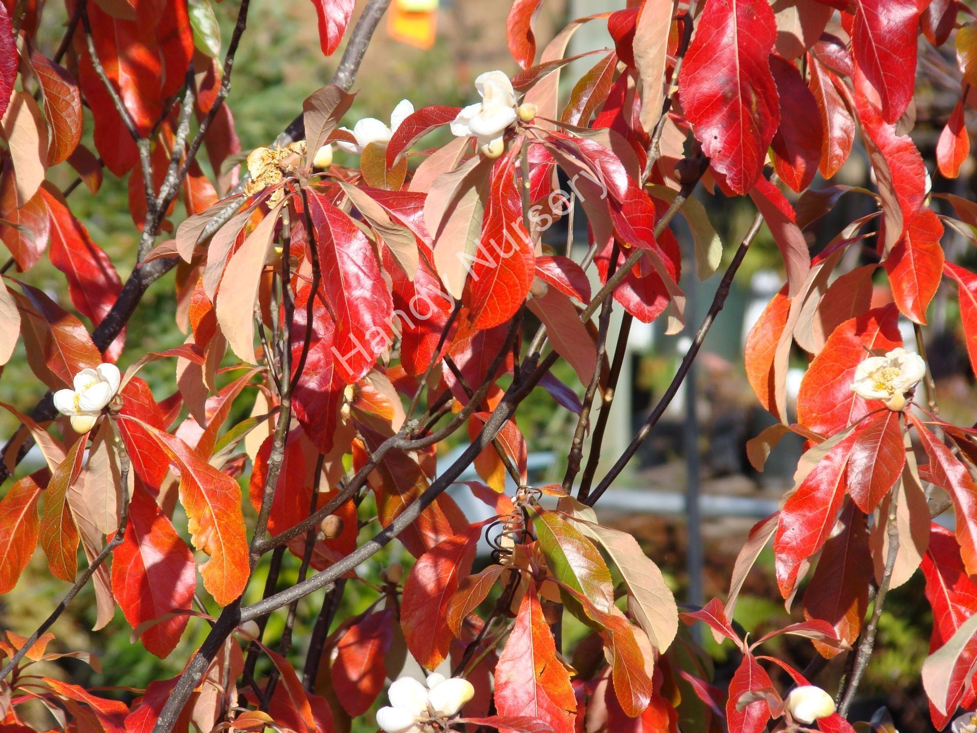 Franklinia alatamaha