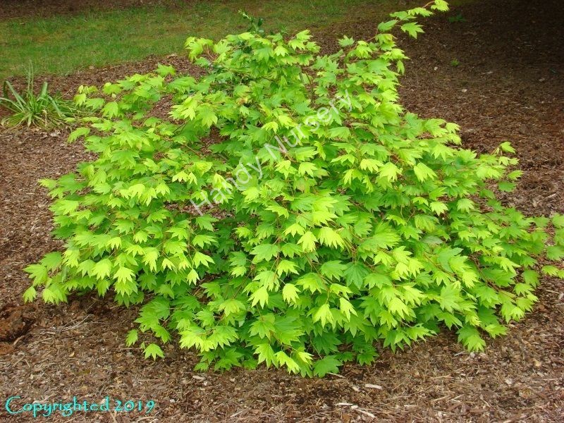 Acer circinatum