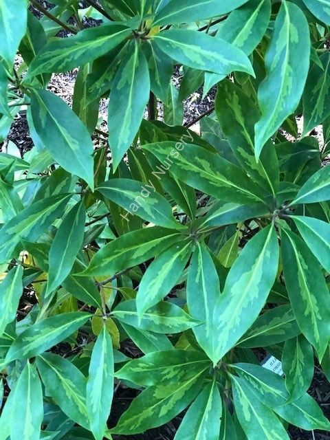 Illicium floridanum