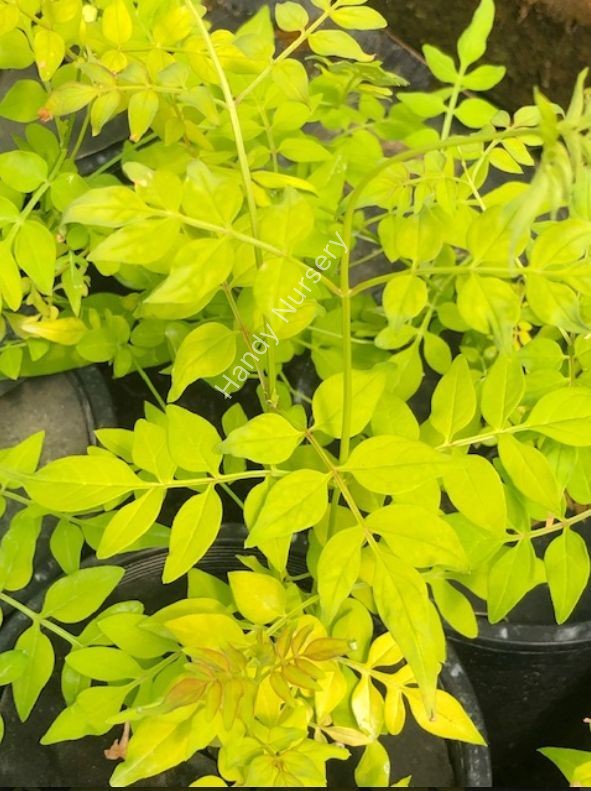Jasminum officinale