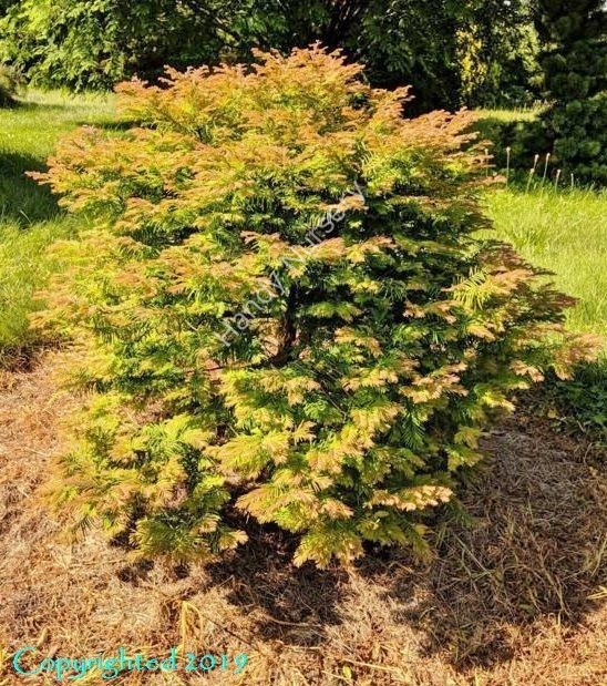 Metasequoia glyptostroboides