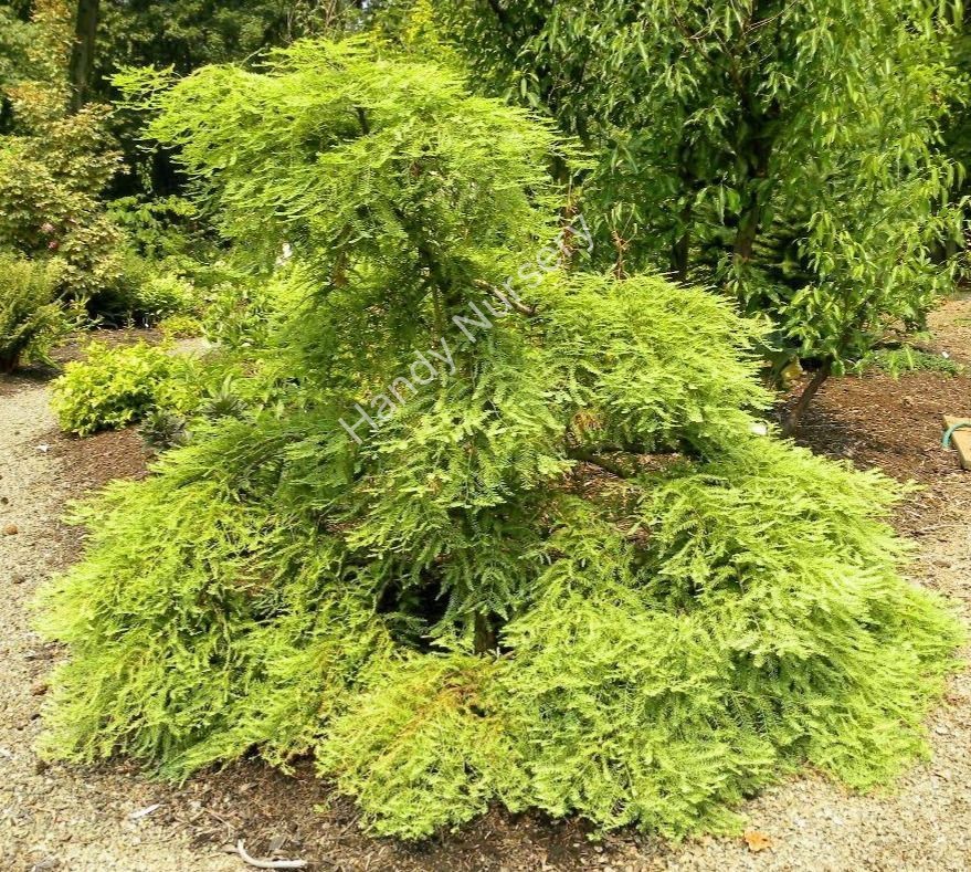 Metasequoia glyptostroboides