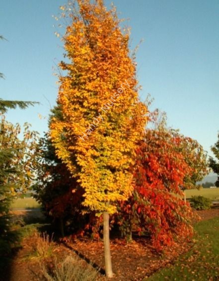 Parrotia persica