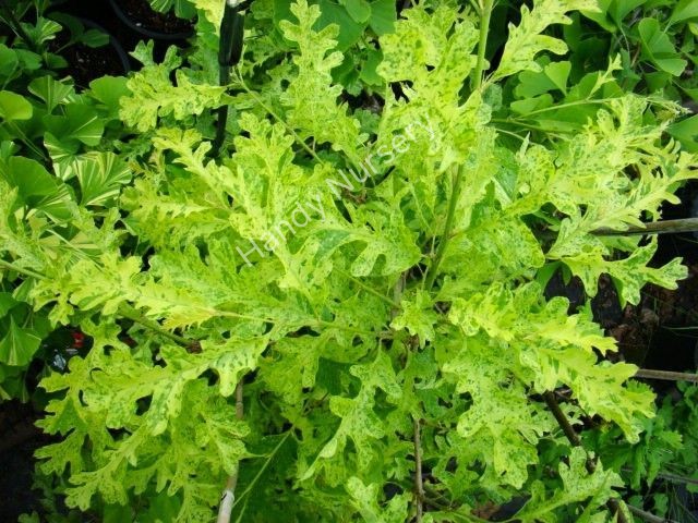 Quercus cerris