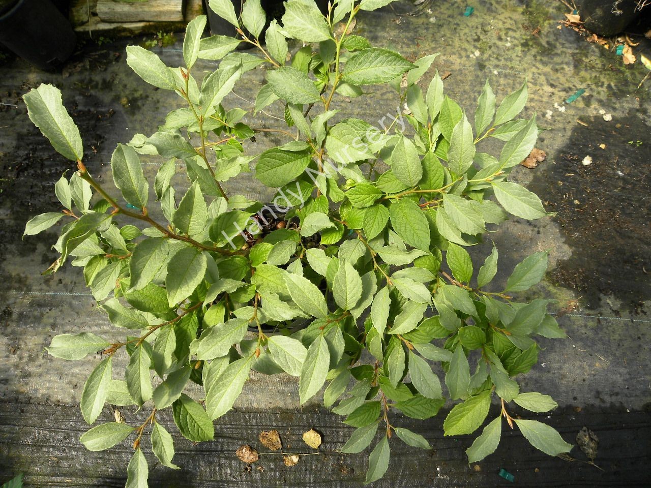 Stewartia pseudocamellia