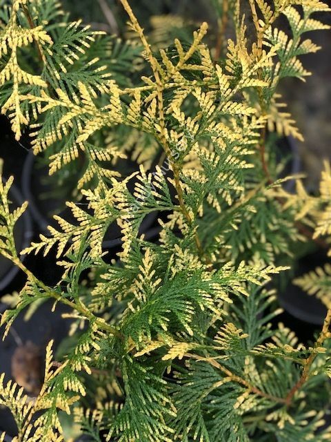 Thuja plicata