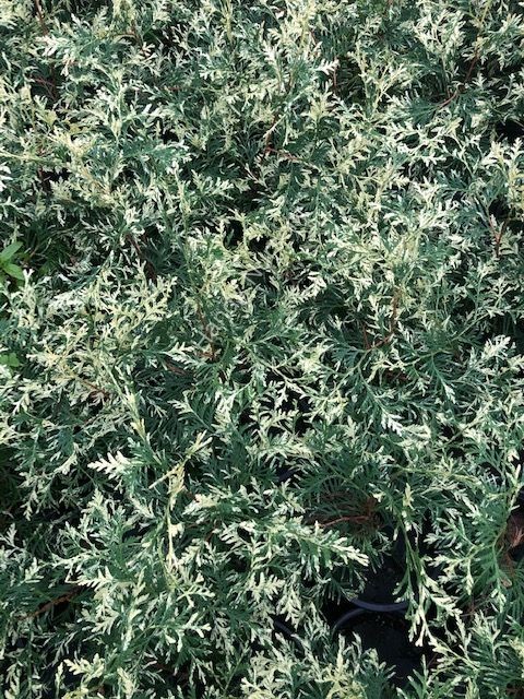 Thuja occidentalis