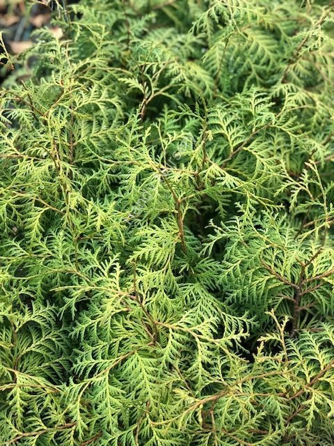 Thuja occidentalis