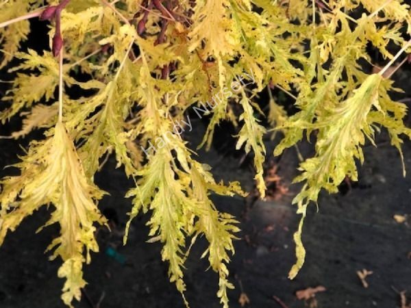 Tilia platyphyllos x euchlora