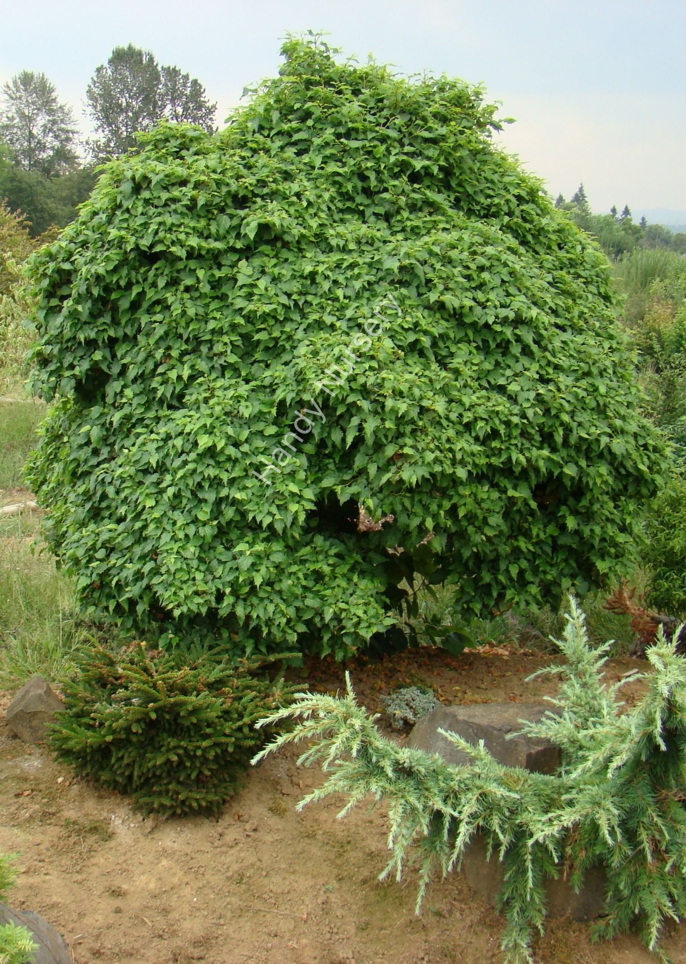 Tilia cordata