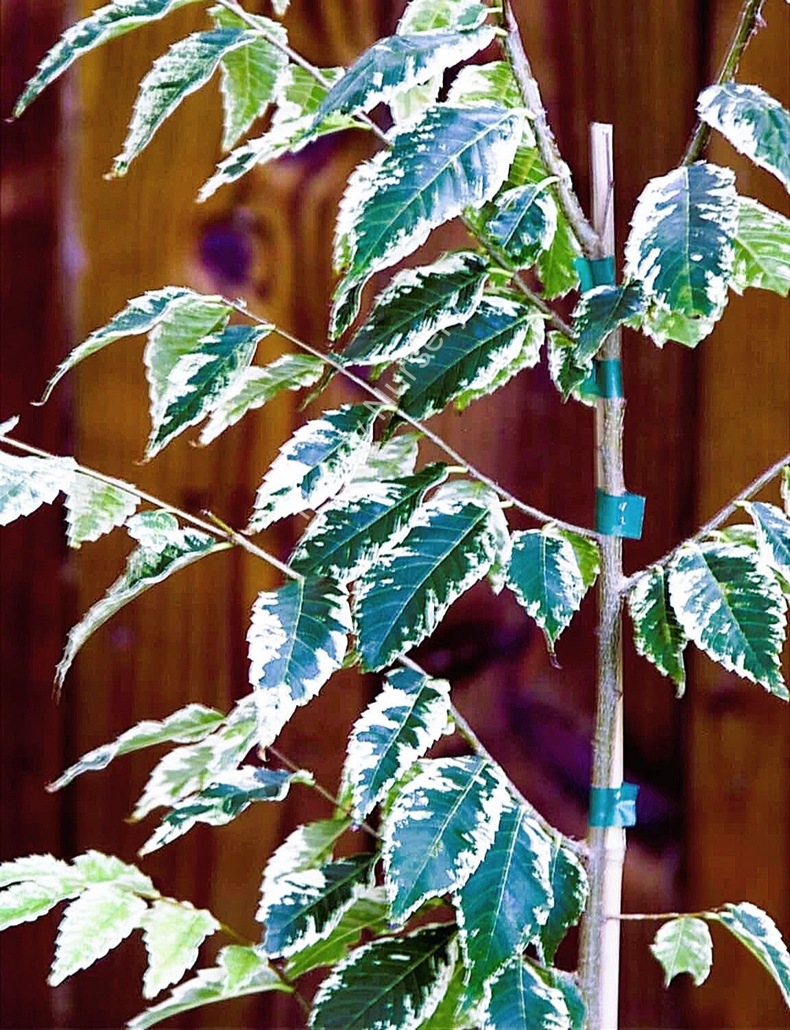 Zelkova serrata
