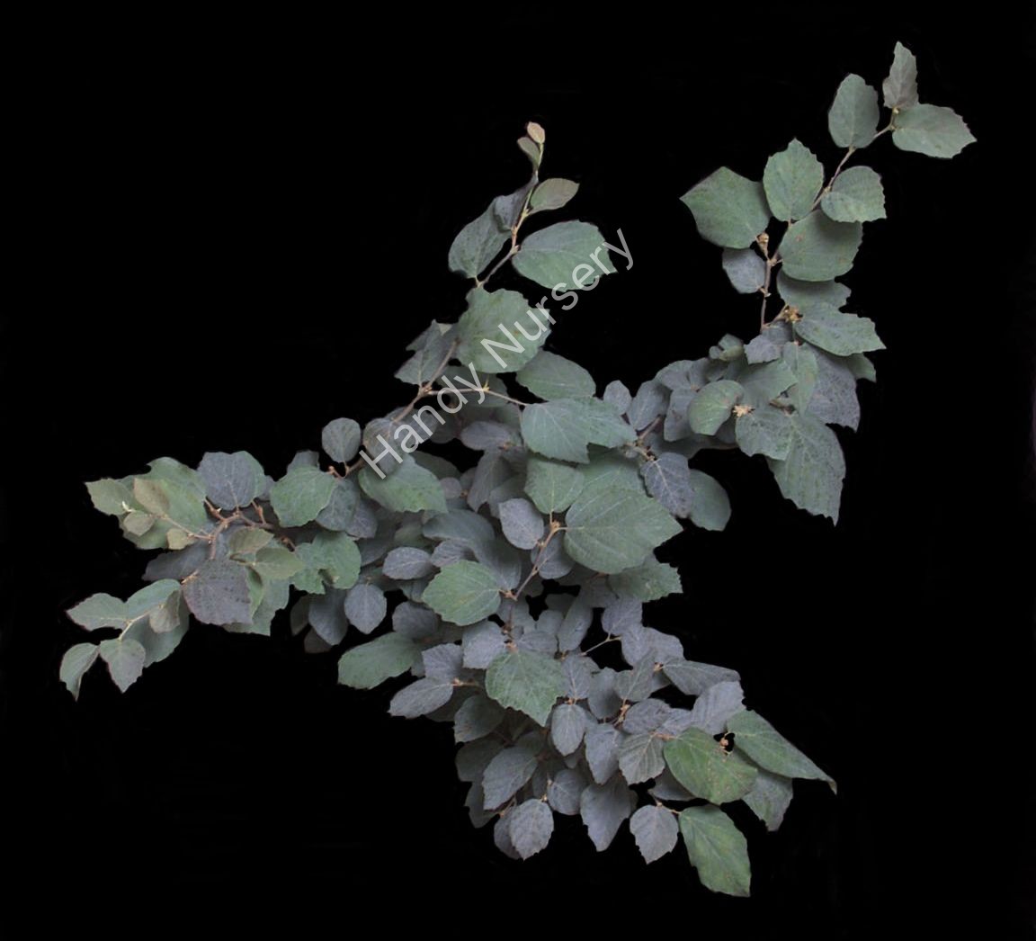 Fothergilla intermedia