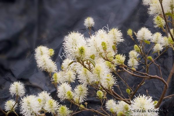 Fothergilla intermedia
