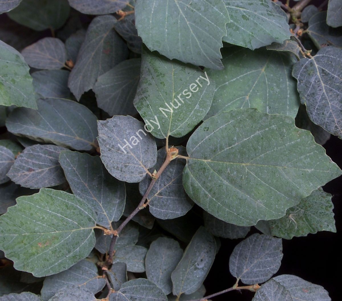 Fothergilla intermedia