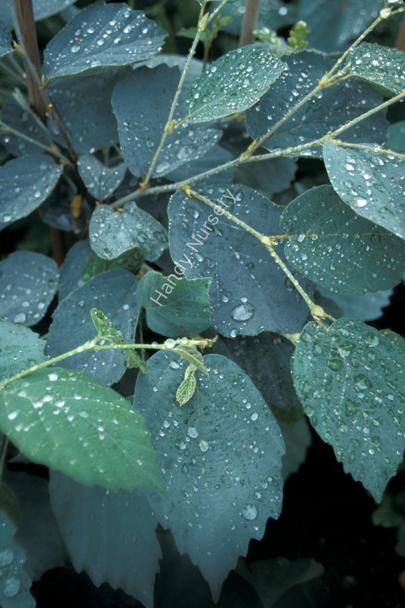 Fothergilla intermedia