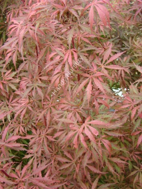 Acer palmatum