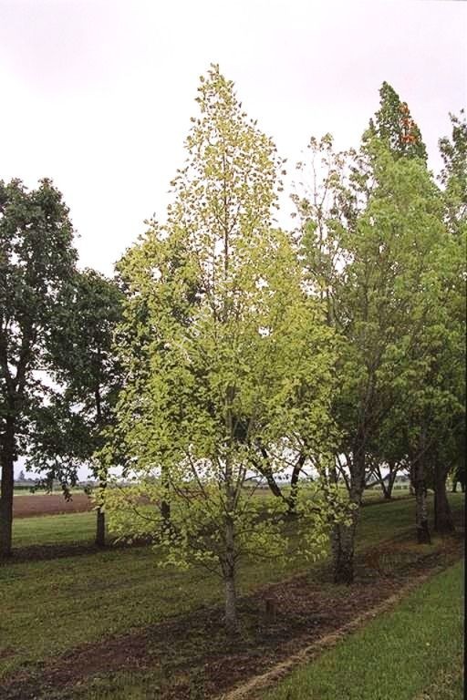 Liriodendron tulipifera