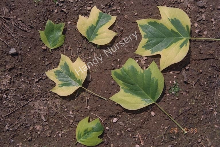 Liriodendron tulipifera