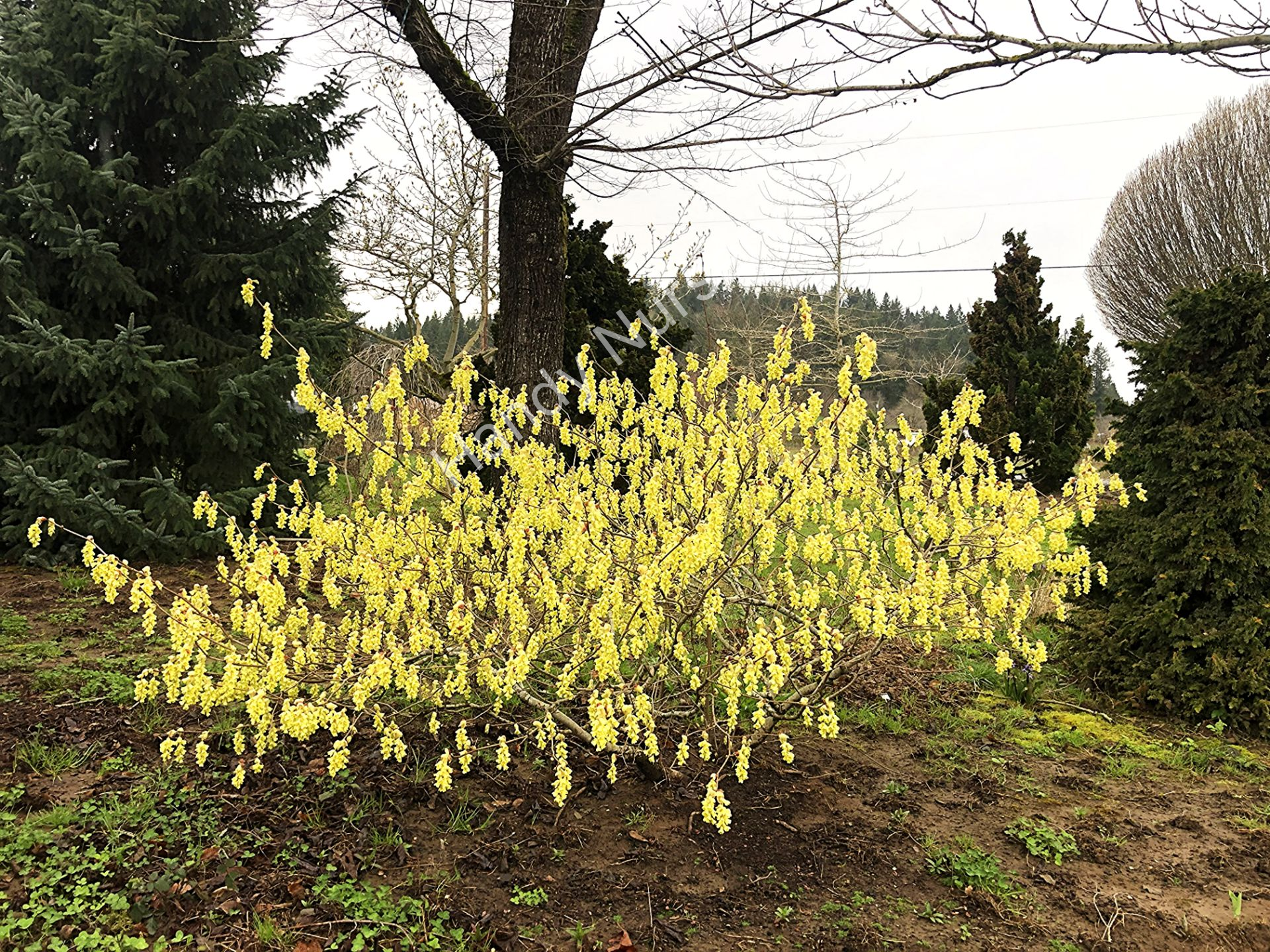 Corylopsis spicata
