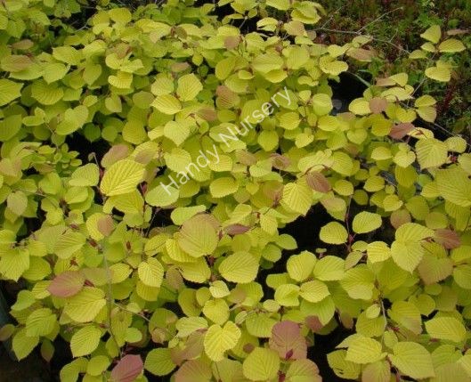 Corylopsis spicata