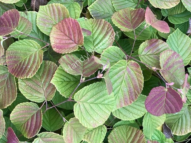 Corylopsis spicata