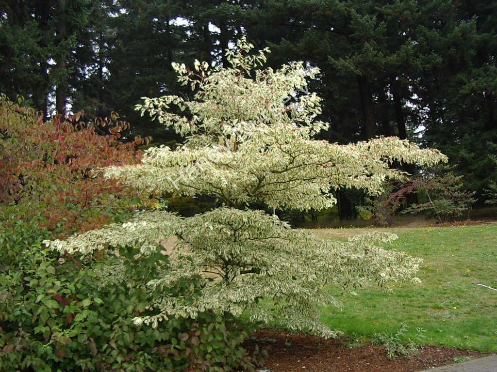 Cornus controversa
