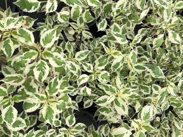 Cornus alternifolia 