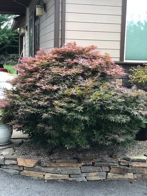 Acer palmatum