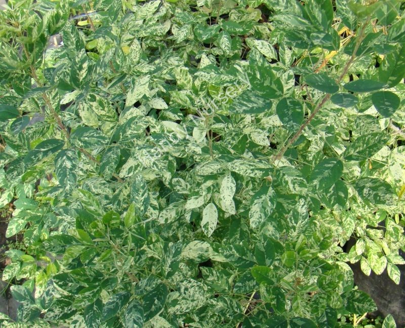 Lespedeza thunbergii 