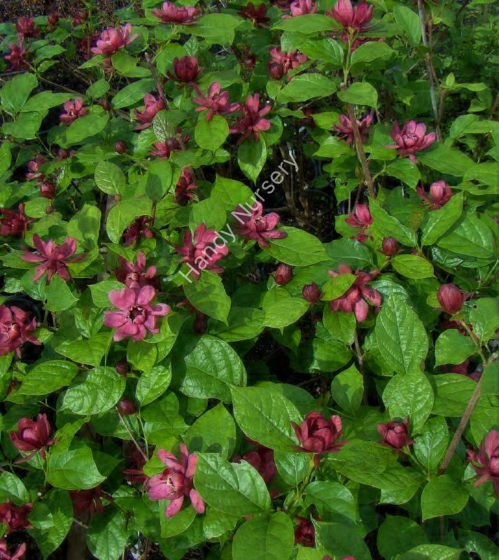 Calycanthus x raulstonii